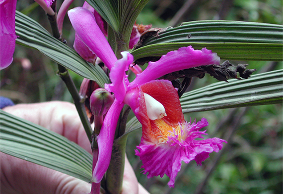 Machu Picchu Orchid by Ventures Birding